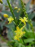 Bulbine ferox