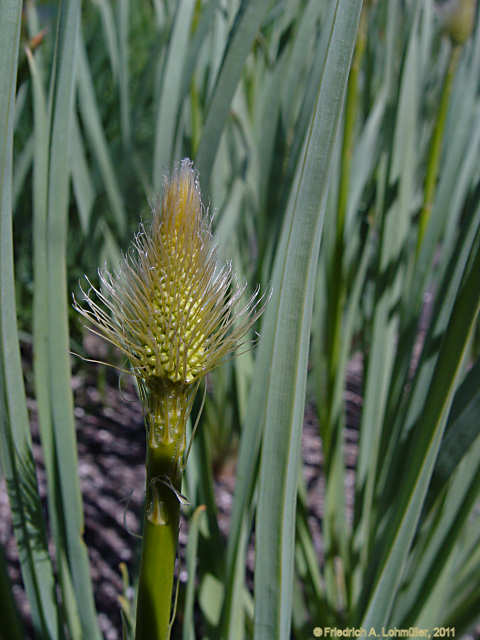 Eremurus stenophyllus