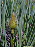 Eremurus stenophyllus