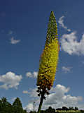 Eremurus stenophyllus