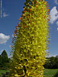 Eremurus stenophyllus