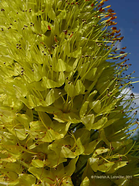 Eremurus stenophyllus