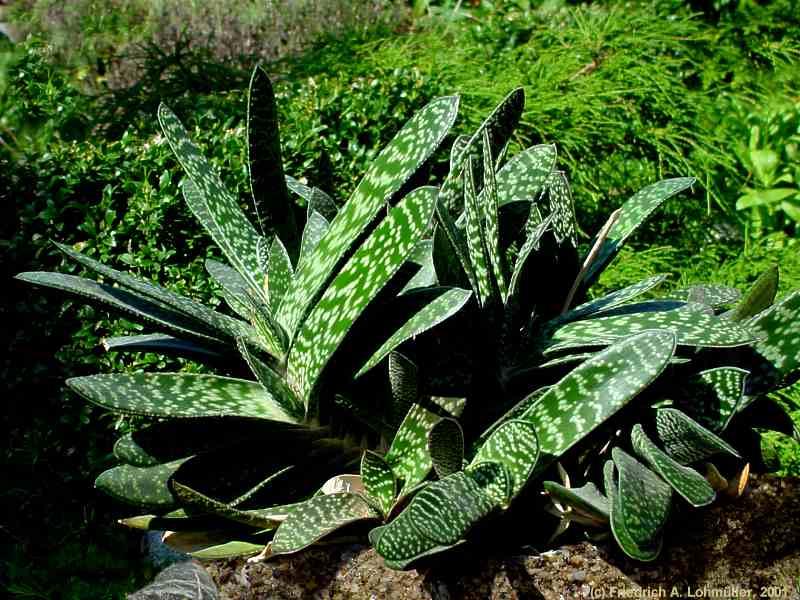 Gasteria marmorata