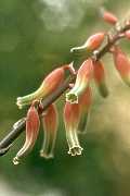 Gasteria marmorata