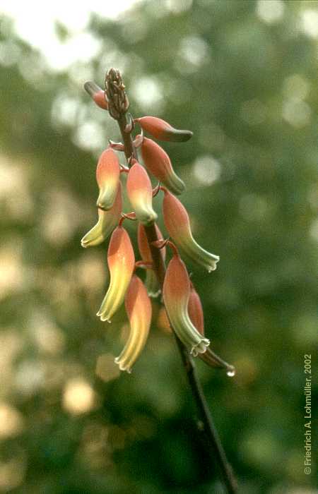 Gasteria marmorata