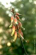 Gasteria marmorata