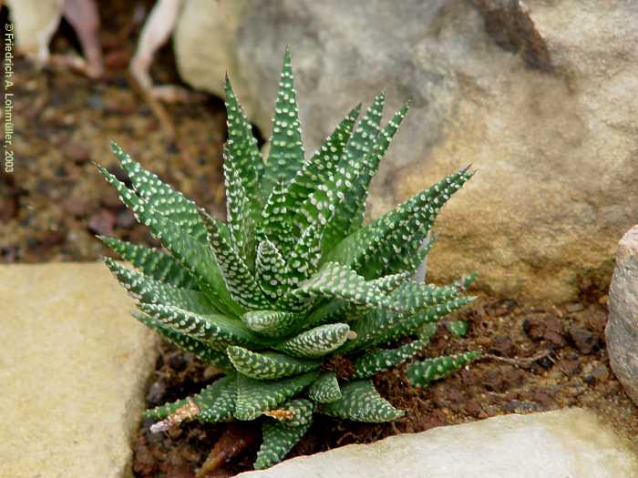 Haworthia papilosa