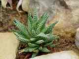 Haworthia papilosa