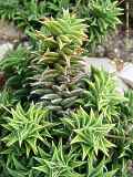 Haworthia tortuosa