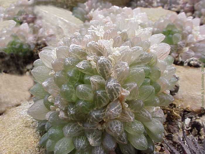 Haworthia cymbiformis var. translucens