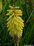 Kniphofia