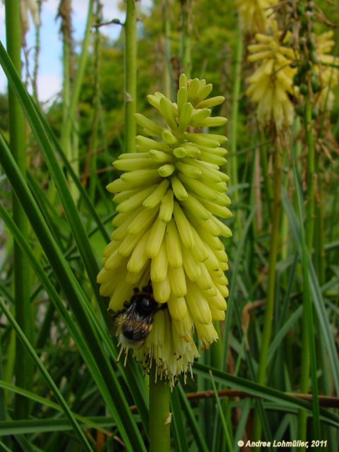 Kniphofia