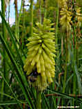 Kniphofia