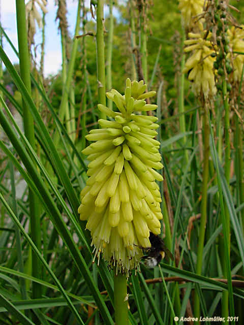 Kniphofia