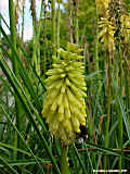 Kniphofia 