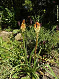 Kniphofia uvaria