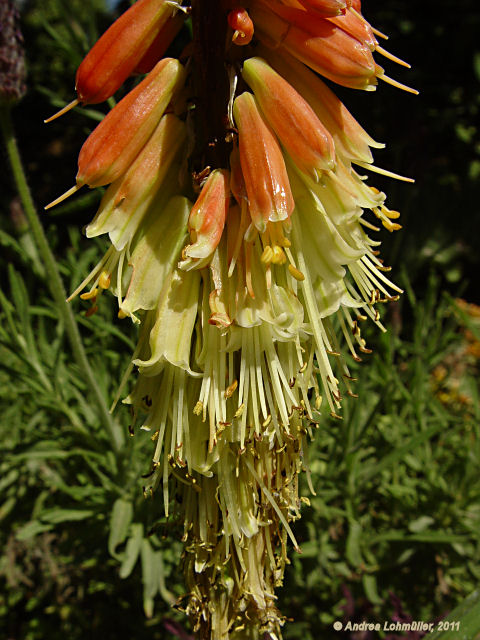 Kniphofia uvaria