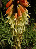 Kniphofia uvaria