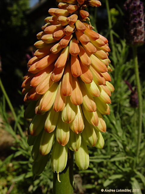 Kniphofia uvaria