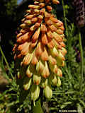 Kniphofia uvaria