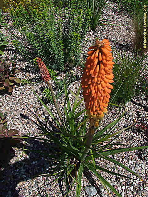 Kniphofia praecox