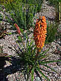 Kniphofia praecox