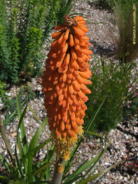 Kniphofia praecox