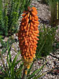 Kniphofia praecox