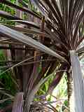 Cordyline australis