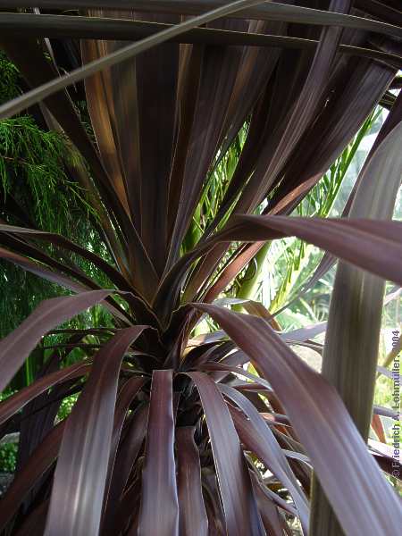 Cordyline australis