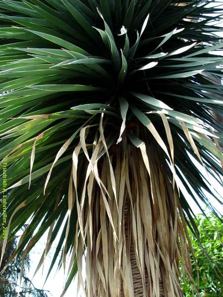 Dracaena draco