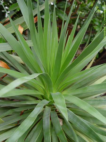 Dracaena draco