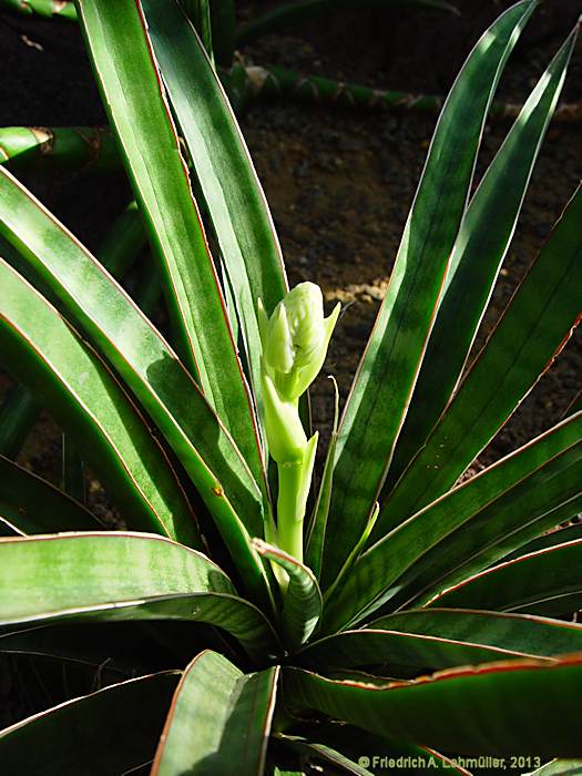 Sansevieria aethiopica