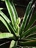 Sansevieria aethiopica