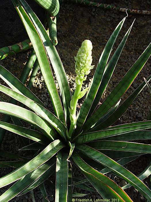 Sansevieria aethiopica