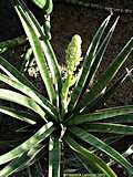 Sansevieria aethiopica