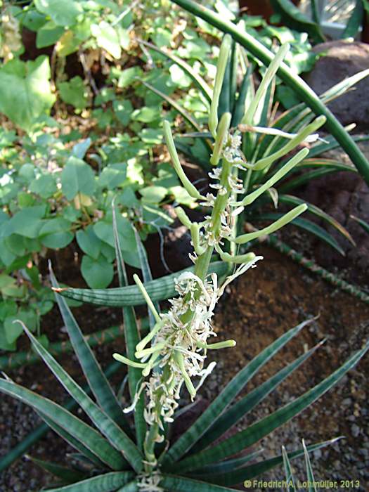 Sansevieria aethiopica