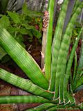 Sansevieria cylindrica