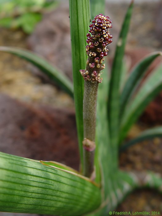 Sansevieria cylindrica