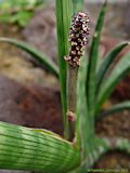 Sansevieria cylindrica