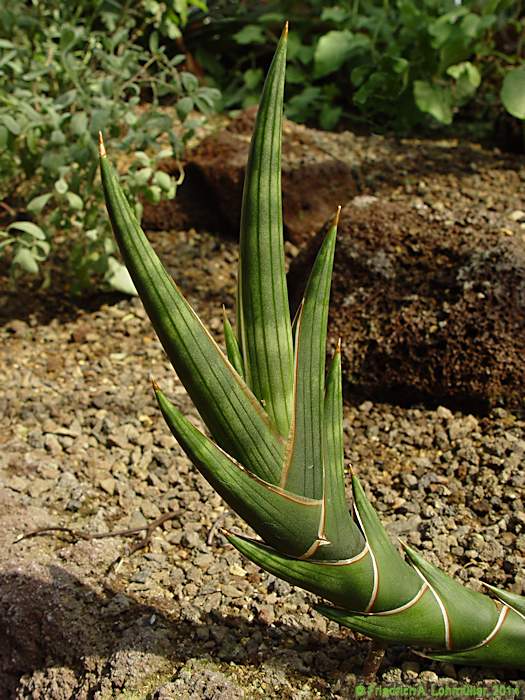 Sansevieria cylindrica