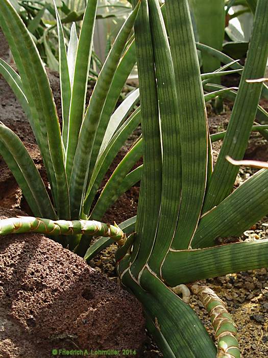 Sansevieria cylindrica