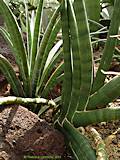 Sansevieria trifasciata