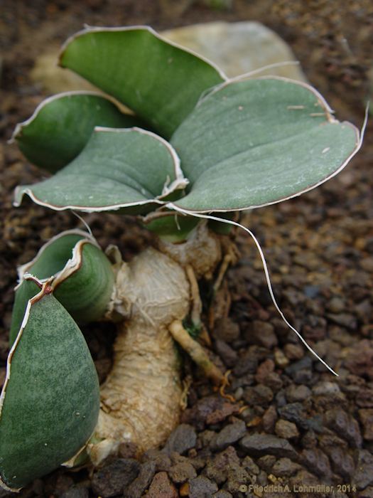 Sansevieria ehrenbergii