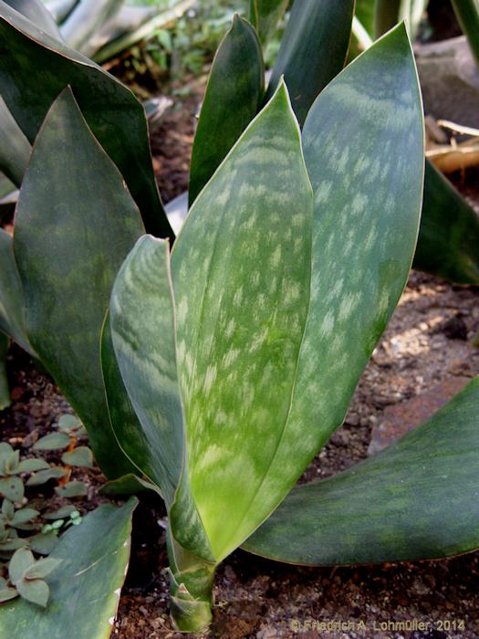 Sansevieria grandis