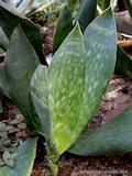 Sansevieria grandis