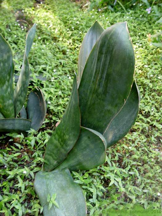 Sansevieria grandis