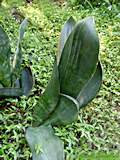 Sansevieria grandis