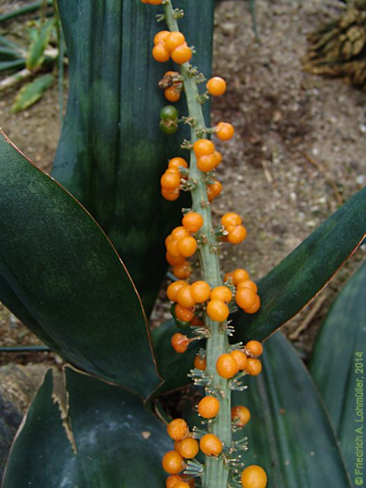 Sansevieria grandis