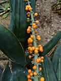 Sansevieria grandis